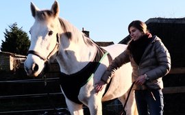 Could this new device be the next big step forward in equine healthcare?