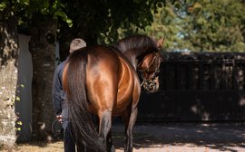 Hard workers, returning heroes and a blue hen with a breakthrough foal