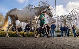 Irish Stallion Trail 2026: Showcasing the best of Irish bloodstock as over 30 stud farms open their doors