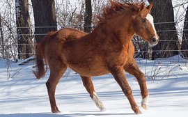 2021 charity calendar celebrates Secretariat’s last living sons and daughters