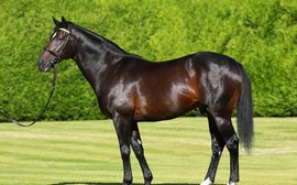 The world's top stallions: expect business as usual for super Dansili