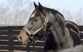 From Chief’s Crown to Sovereignty and beyond: Secretariat’s enduring influence on the Breeders’ Cup