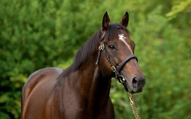 Return of a supersire: Shamardal is having a vintage year 