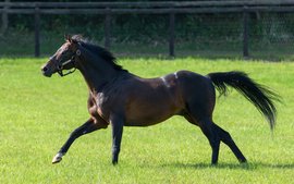 Deep Impact replaces Galileo as the world’s top-ranked stallion