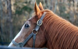 Eureka moment: Secretariat’s son Maritime Traveler is a welcome surprise