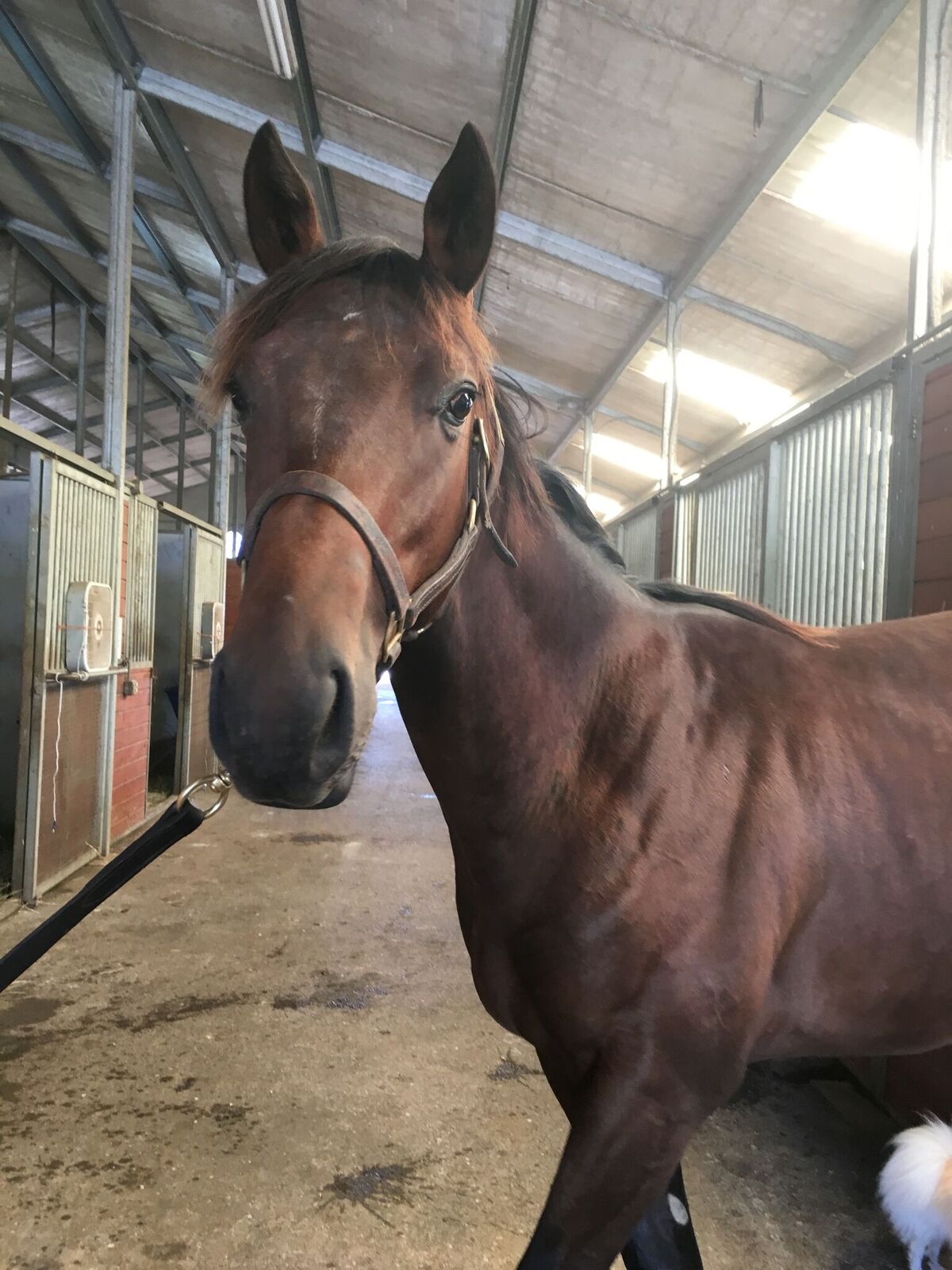 A favorite homebred: this Lemon Drop Kid yearling colt is due to go up for sale at Saratoga on Monday. Photo: Machmer Hall