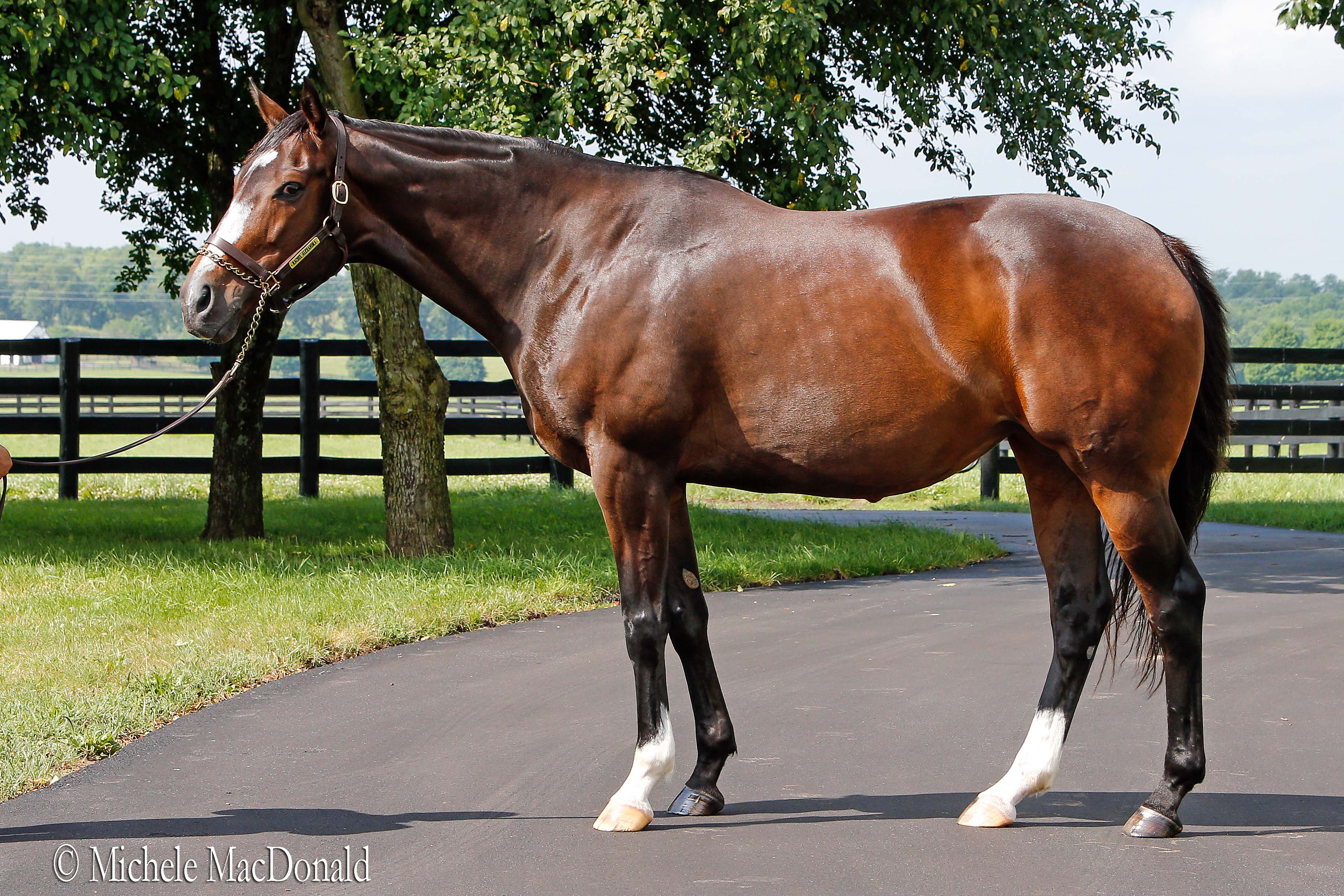 Regal grace: ‘She’s used to posing for the cameras,’ says Barbara Banke. Photo: Michele MacDonald