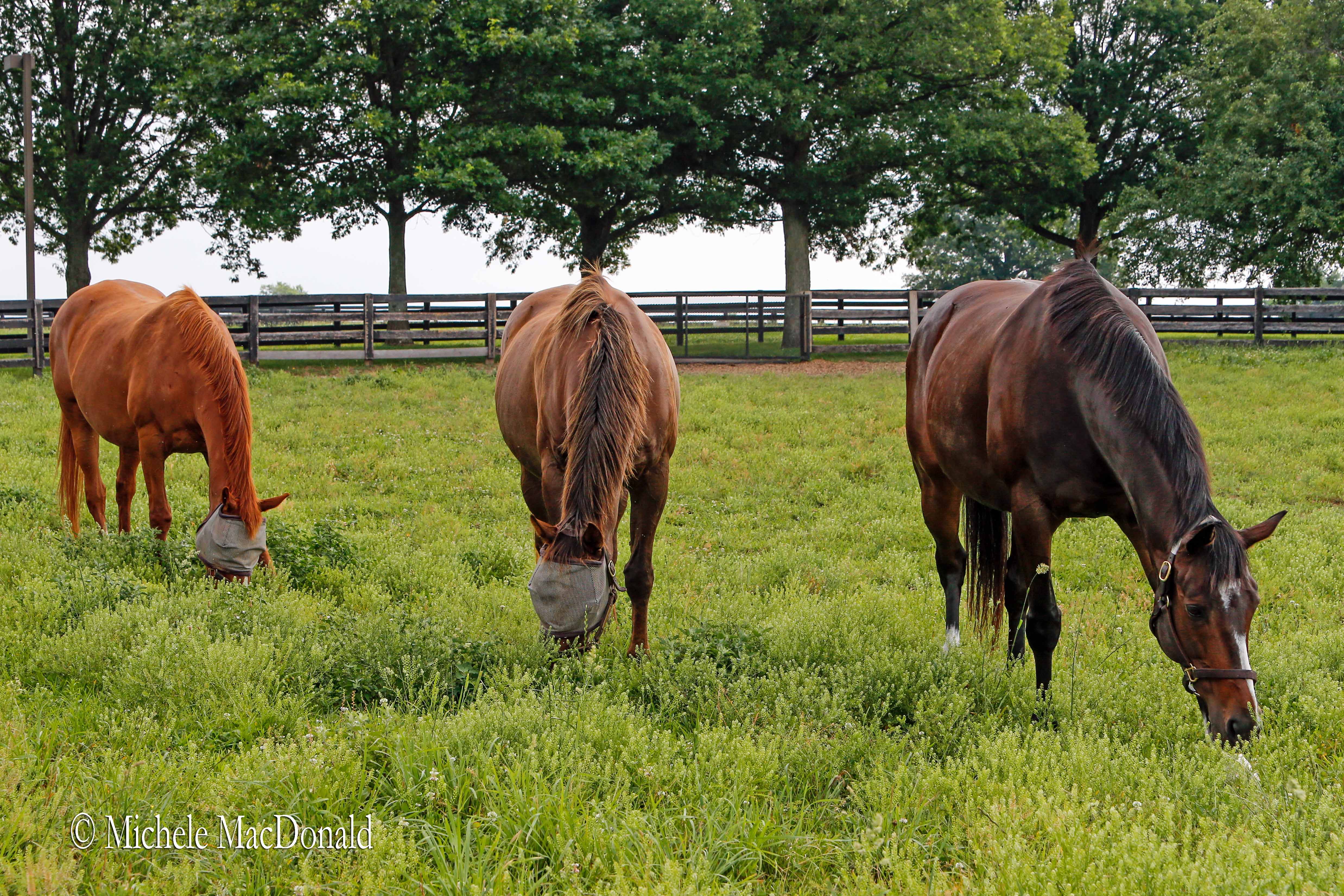 Leisure companions: ‘Rachel loves her friends in the paddock, so I think she’s enjoying life,’ says Barbara Banke. Photo: Michele MaDonald