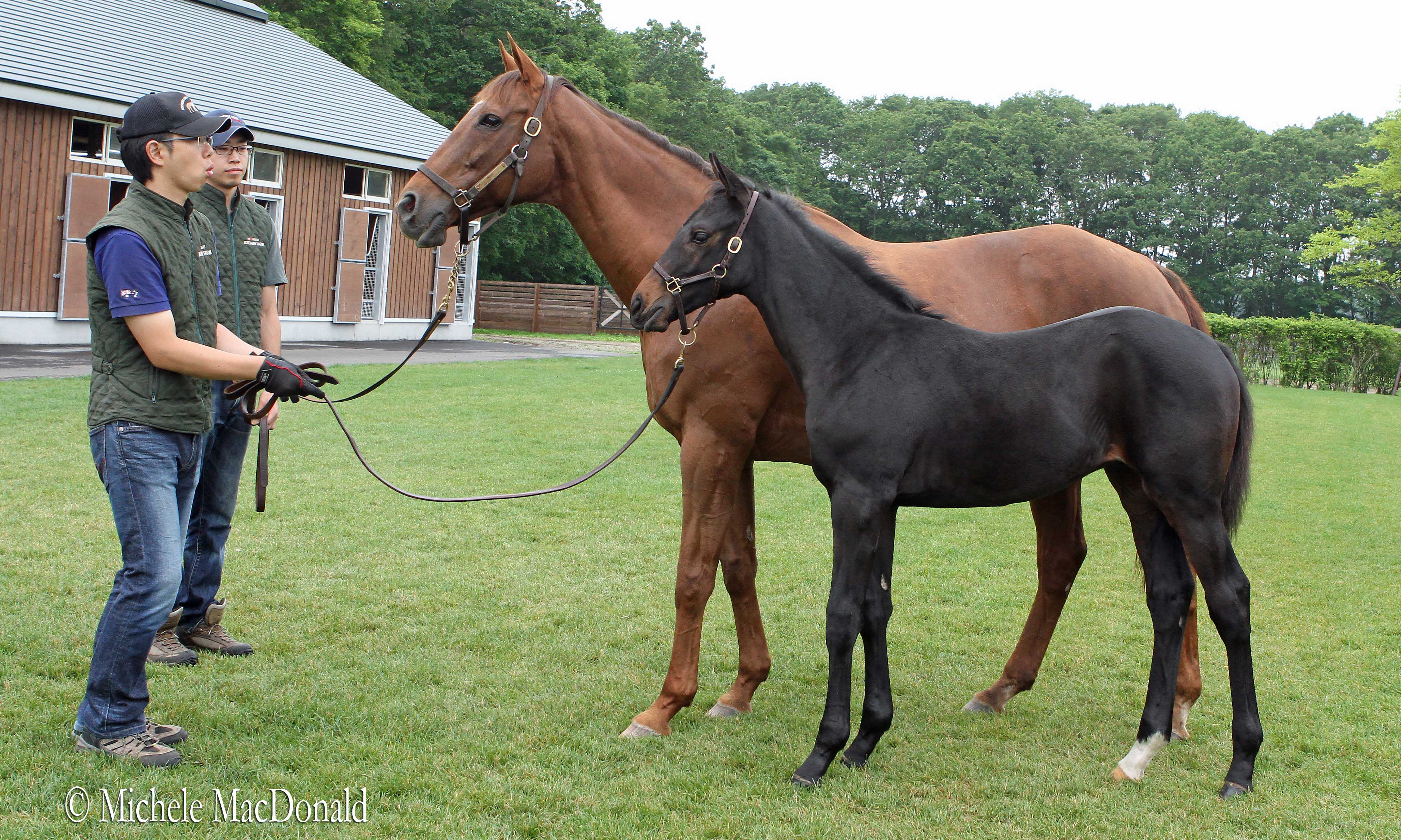 Mother and son: Azeri in 2013 with that year’s offspring, a Deep Impact colt, who was sold for $2.35 million and, now called Leukerbad, has performed with credit on the racetrack. Photo: Michele MacDonald