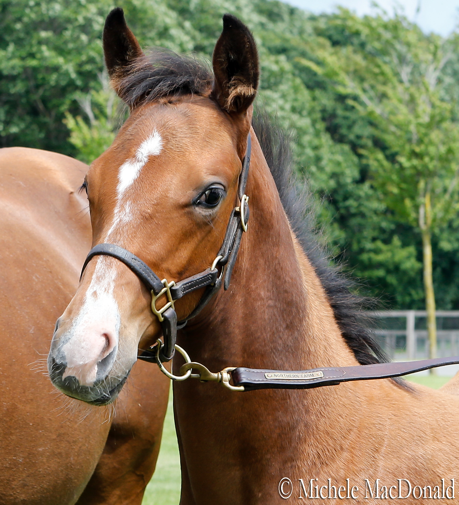 ‘Cute Little Girl’: that’s how the nickname given to Azeri’s 2016 Deep Impact filly foal translates. Photo: Michele MacDonald