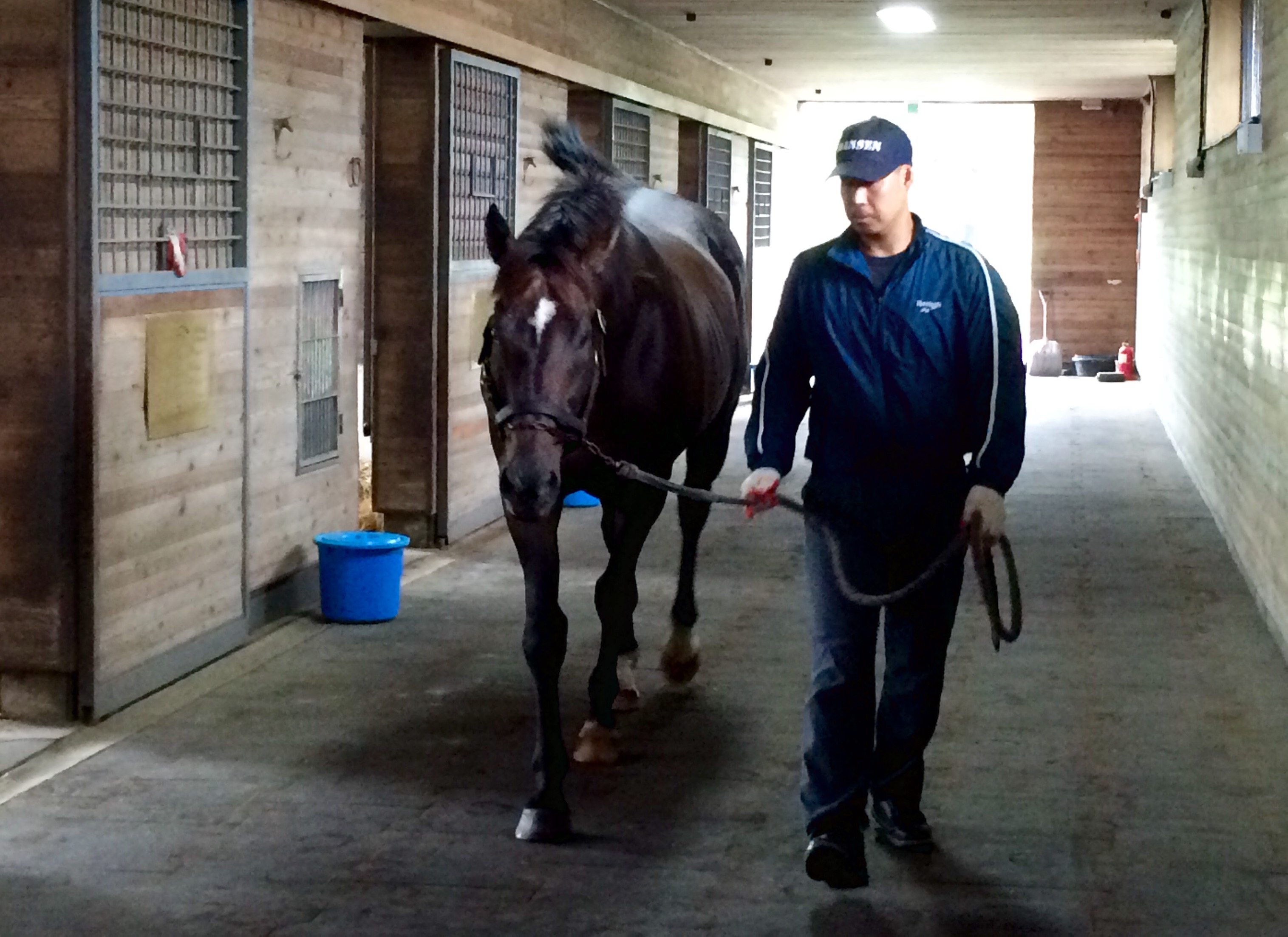 Star stallion: Kentucky Derby and Preakness runner-up Menifee, who stands at Let’s Run Farm has dominated the Korean sires’ standings for the past five years. Photo: Katherine Ford