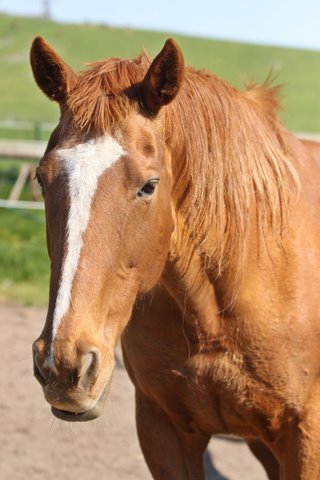 Melbourne Cup winner: Let’s Elope was one of the best mares ever to race in Australia. Photo: Vin Lowe