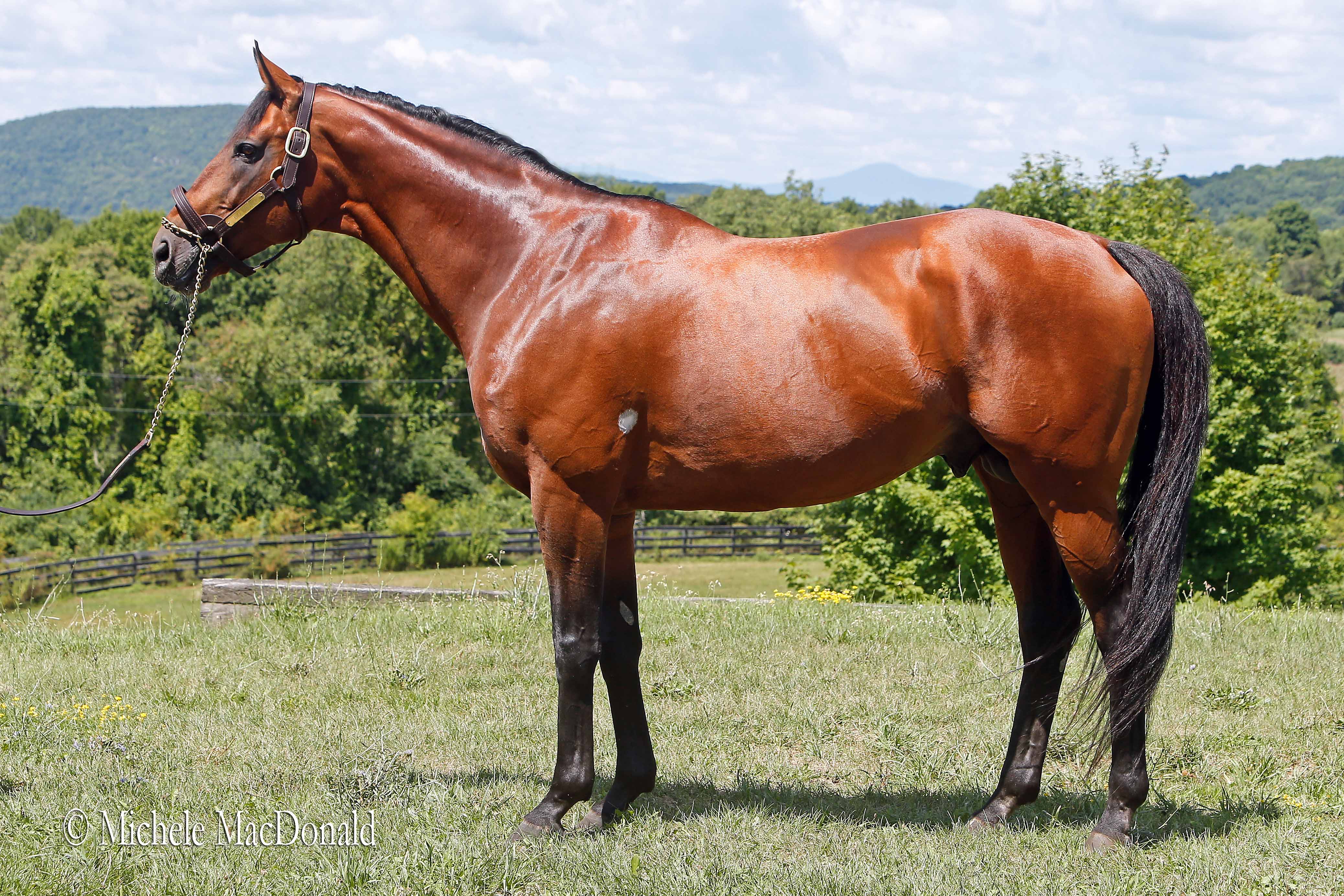 A breathtaking vision of power and grace: Big Brown at Dutchess Views Farm. Photo: Michele MacDonald