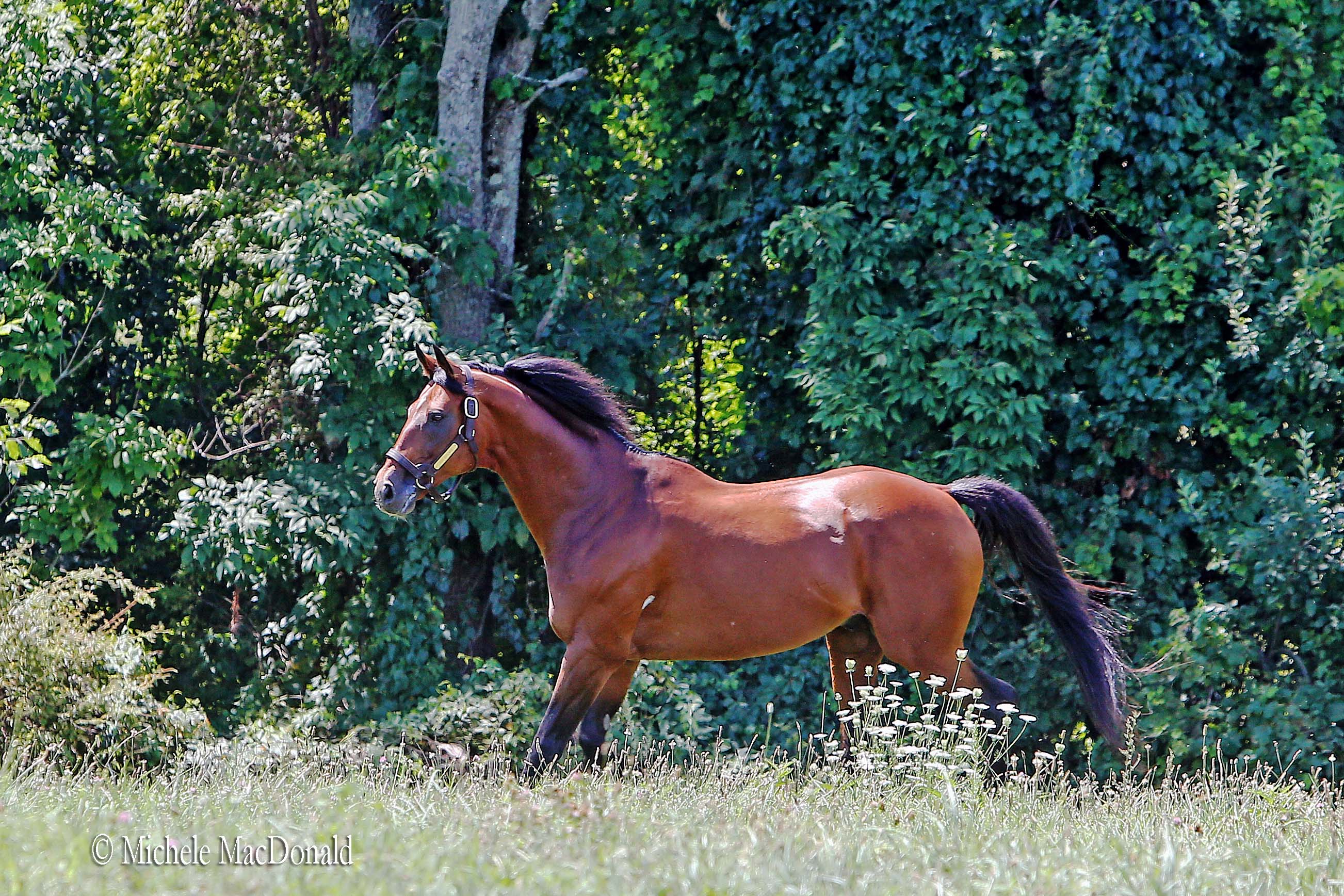 In his paddock at Dutchess Views Farm. Big Brown clearly has lost none of the energy that he showed in the star-crossed Triple Crown campaign of 2008. Photo: Michele MacDonald