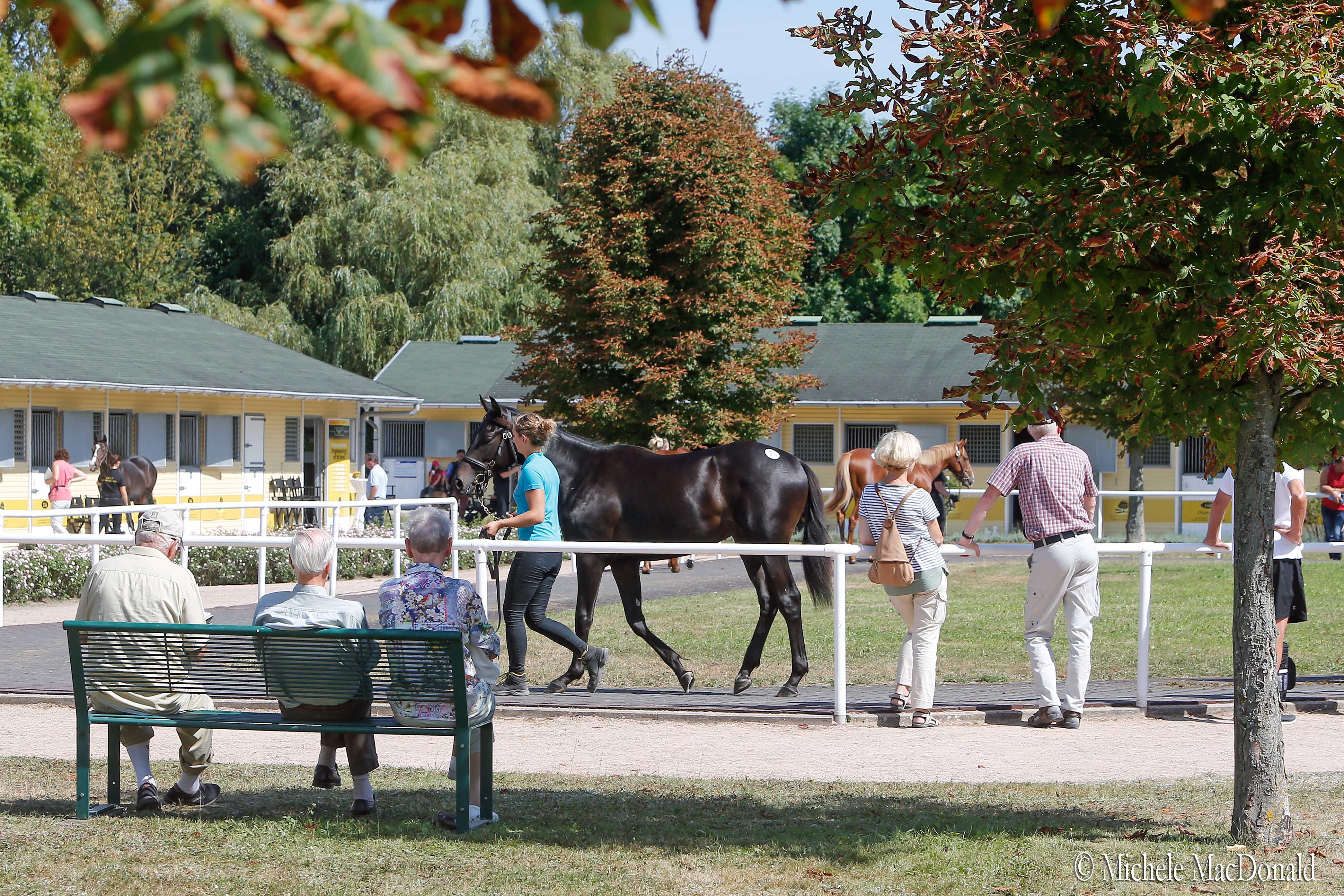 Booming business: 185 yearlings were sold at September’s one-day BBAG sale during Baden-Baden’s Great Week for a total of €8,426,500, up 31 percent on last year. Photo: Michele MacDonald