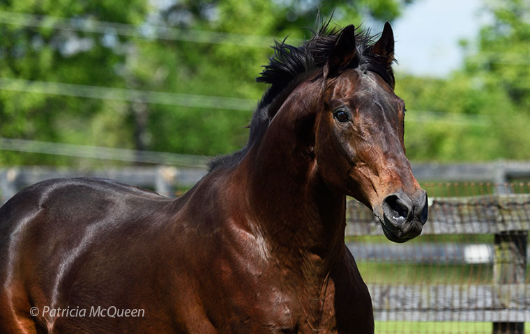 An ‘incredible mover filled with personality’: Innkeeper last May at the MARE center at Virginia Tech. Photo: Patricia McQueen