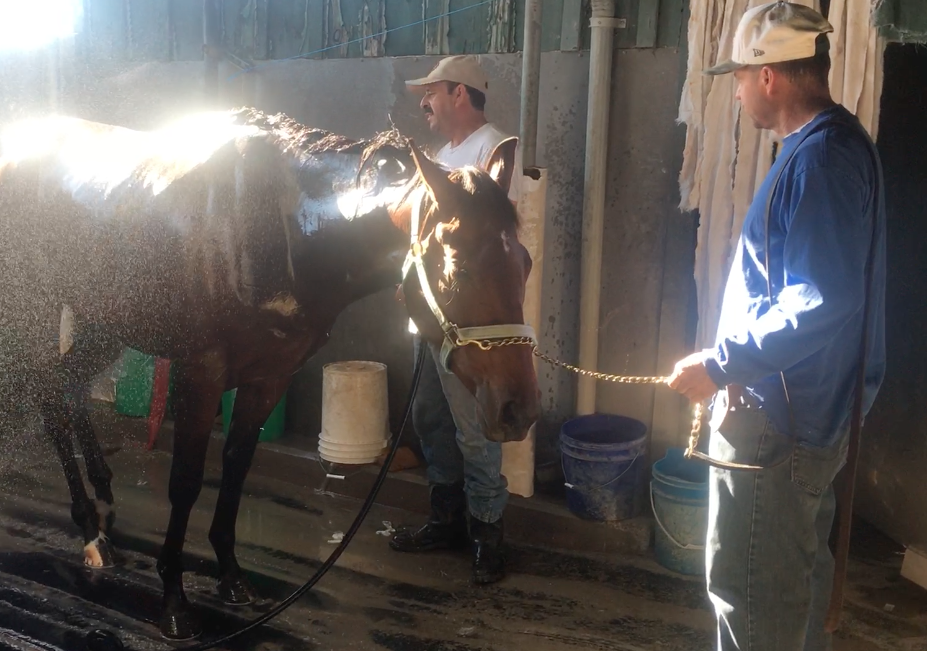 Sunrise at the Bruce Headley stable, at Santa Anita, and the morning routine has been unfolding since 4am. Photo: Daniel Ross