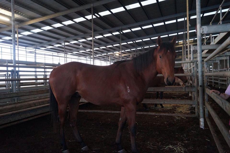 Bargain buy: this sad-looking youngster, later identified as Imperial King, was bought initially for just $270 at the Echuca Sale