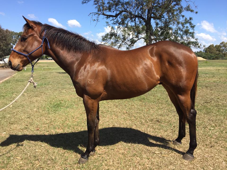 Progressing nicely: Imperial Dragon begins to flourish in Queensland. Photo: Melissa Hughes