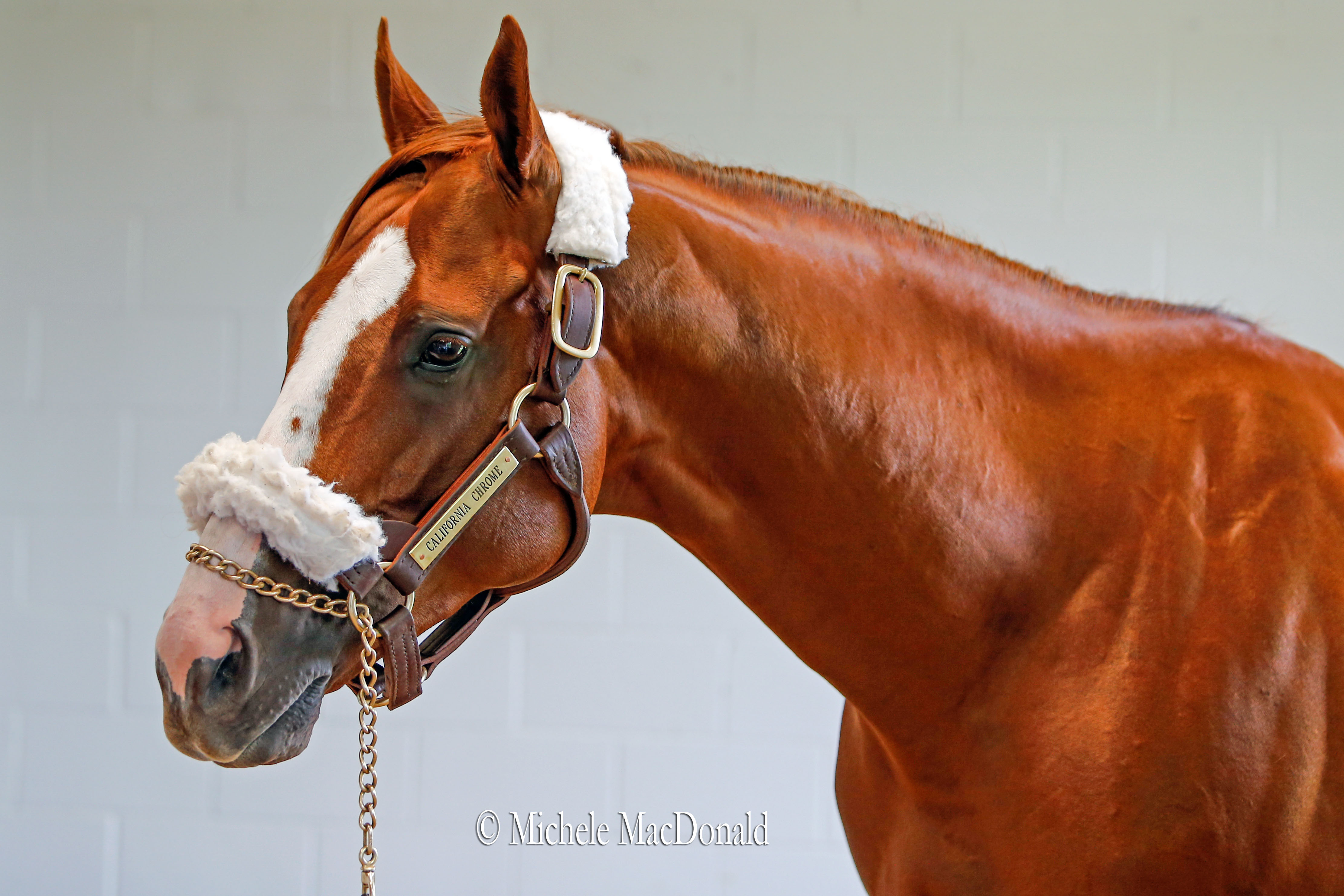 California Chrome will stand his first season at Taylor Made at a fee of $40,000. Photo: Michele MacDonald