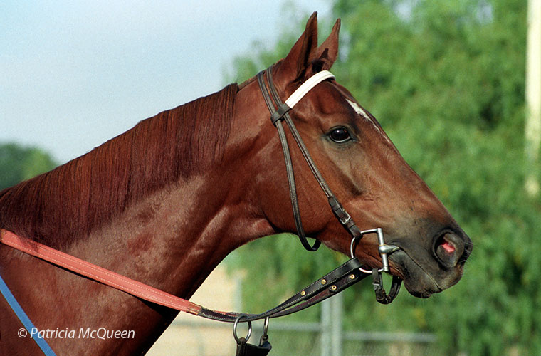 At stud, Super Staff produced only one maiden winner from five starters and nine total foals. Photo: Patrica McQueen