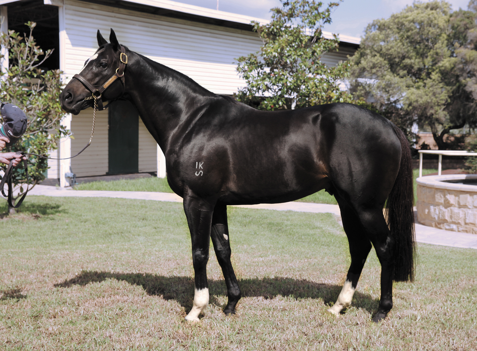 Better Than Ready: the son of More Than Ready has big shoes to fill at Lyndhurst Stud, which has a long history of record-breaking stallions
