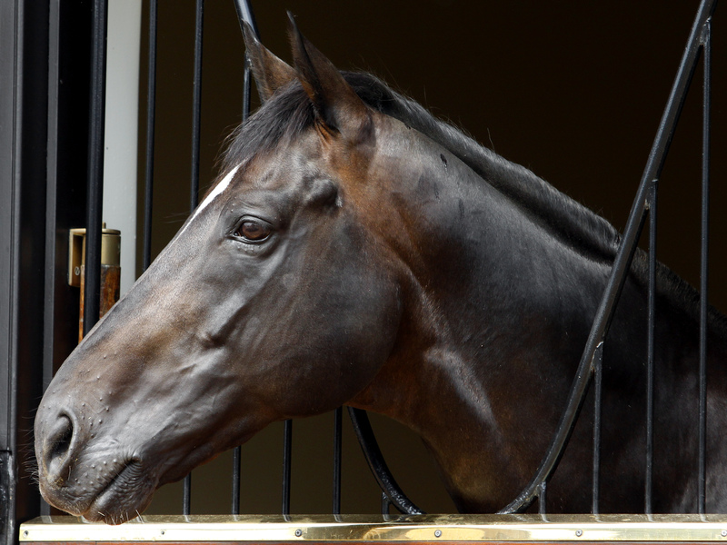 Dansili at Banstead Manor: as he prepares for his 17th season in service, he continues to operate at a strike rate of nine percent stakes winners to foals of racing age. Photo: Steven Cargill/Racingfotos.com