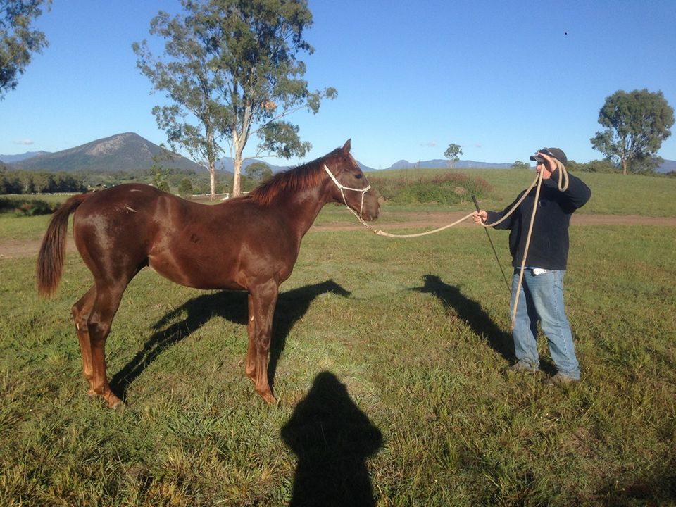 Learning the ropes: Winning Rupert the yearling with Jeff Cullen