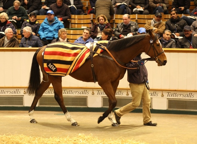 Andreas Putsch went to 935,000 gns for Irish Rookie, a daughter of Azamour, at the Tattersalls December Sale. She will visit Dubawi. Photo: Tattersalls