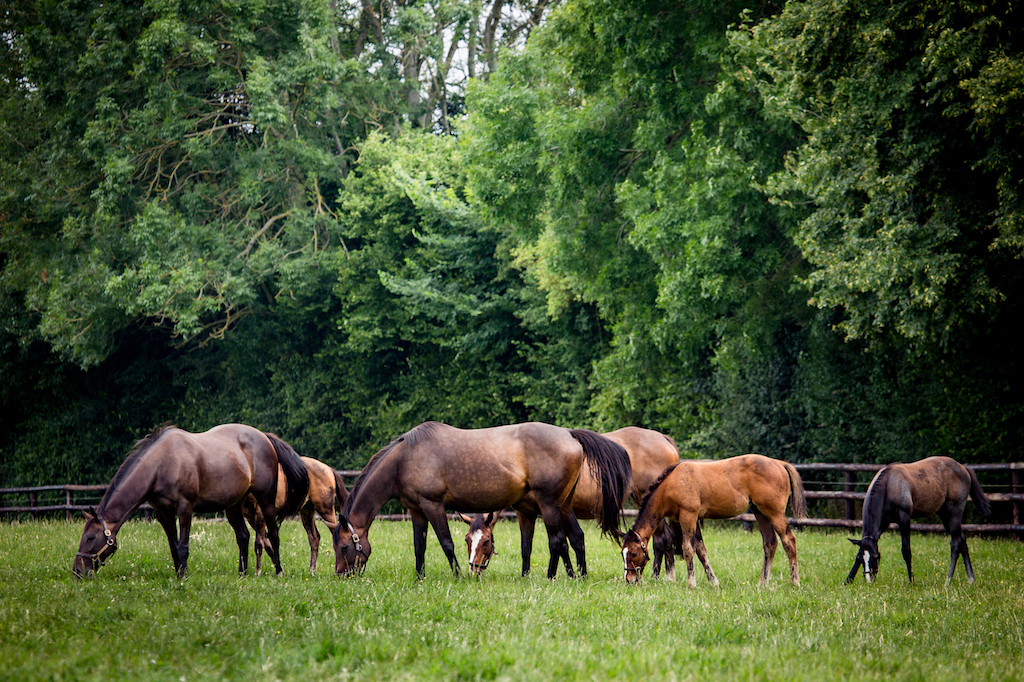 Mares and foals at the historic 150-acre Normandy stud Haras de Saint Pair. Photo: Zuzanna Lupa