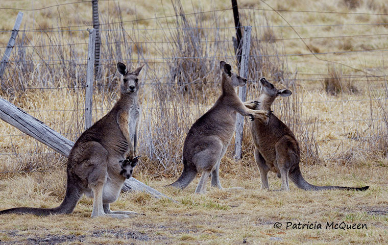 Sharing the accommodation: for many of the equine stars retired to Living Legends it will be their first sight of kangaroos. Photo: Patricia McQueen