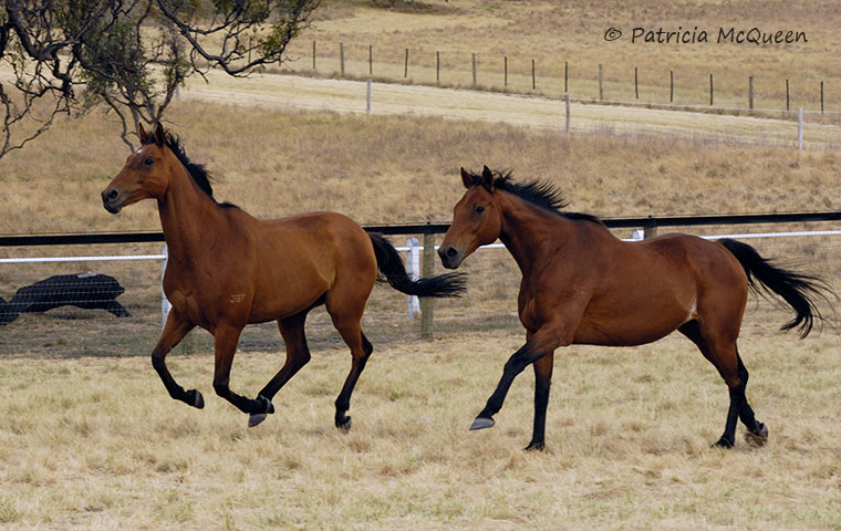 Running mates: 1999 Melbourne Cup winner Rogan Josh (left) and 1996 Caulfield Cup hero Paris Lane at sun-drenched Living Legends retirement park. Paris Lane, now 26, is the elder statesman at the park. Photo: Patricia McQueen