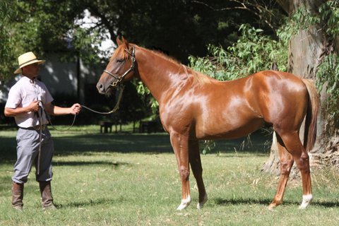 Eragon's yearling half-brother Expressionista (by Sidney’s Candy), who is due to be sold in March