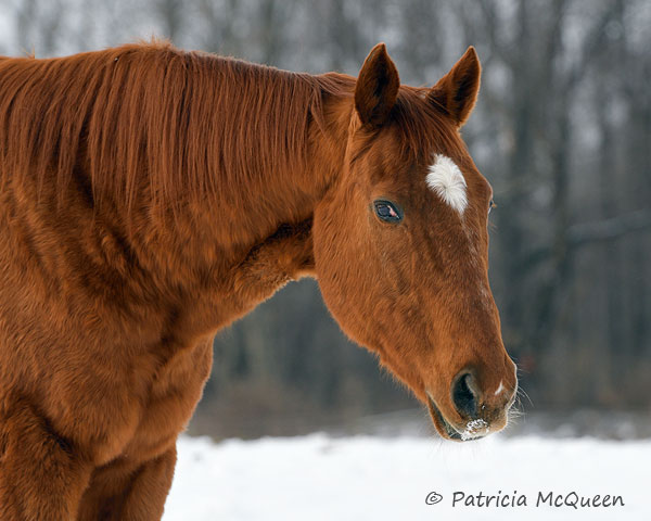 ‘Markie’ has loads of friends and admirers, and gets Christmas cards, birthday cards, treats and care packages. Photo: Patricia McQueen