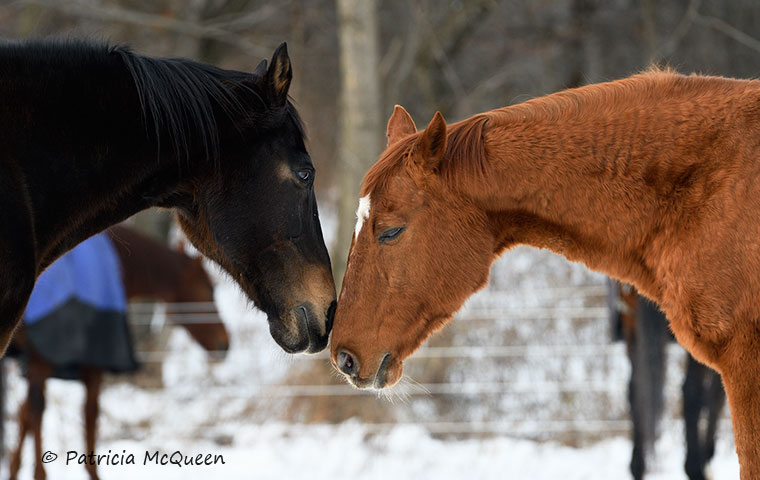 Best friends: ‘Markie’ (right) with Brite Decision, the horse whose rescue in 2000 was a landmark for Bev Dee and Bright Futures Farm. Photo: Patricia McQueen