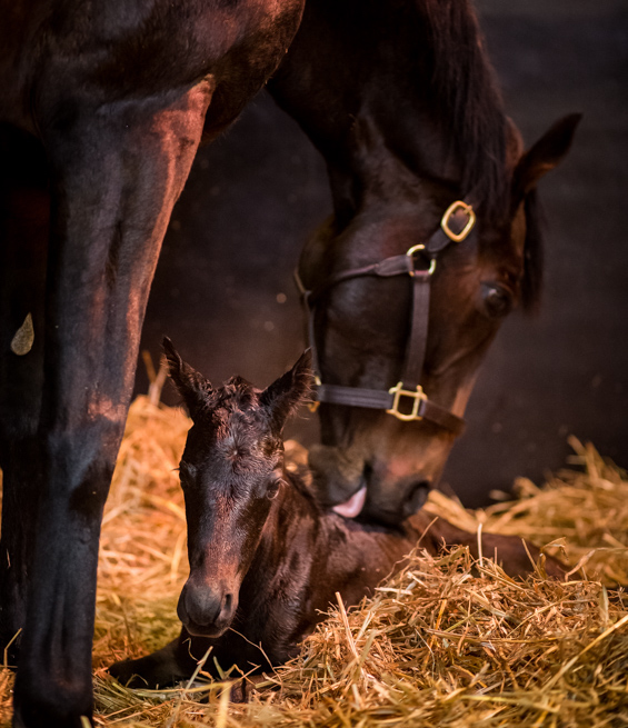 What do you get when you breed a great mare and a great sire? | Topics ...