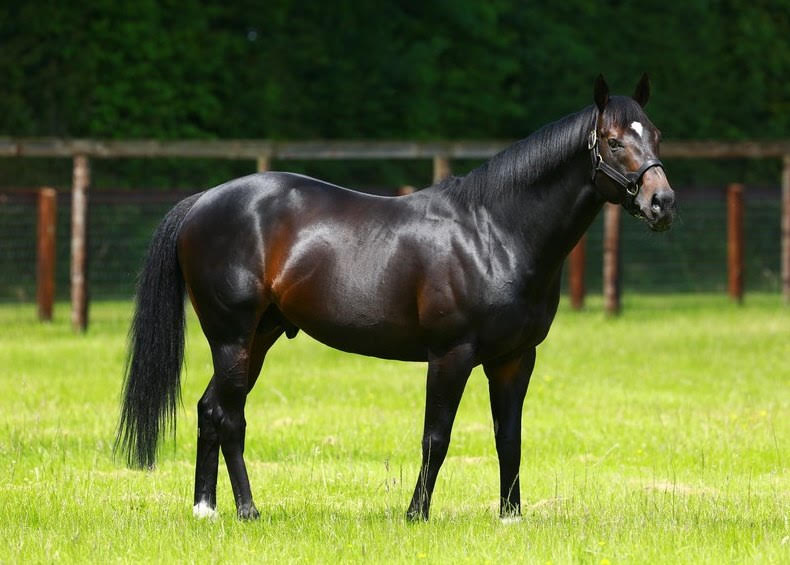 Bated Breath: if his progeny are anything like him, they will continue to progress. Photo: Asunción Piñeyrúa