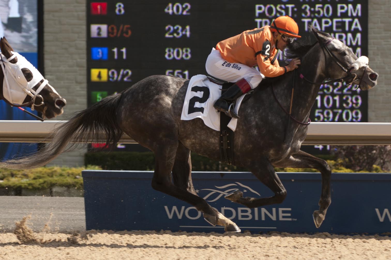 Winning ways: Bear’s Pearl won 12 times at Woodbine. Photo: Michael Burns