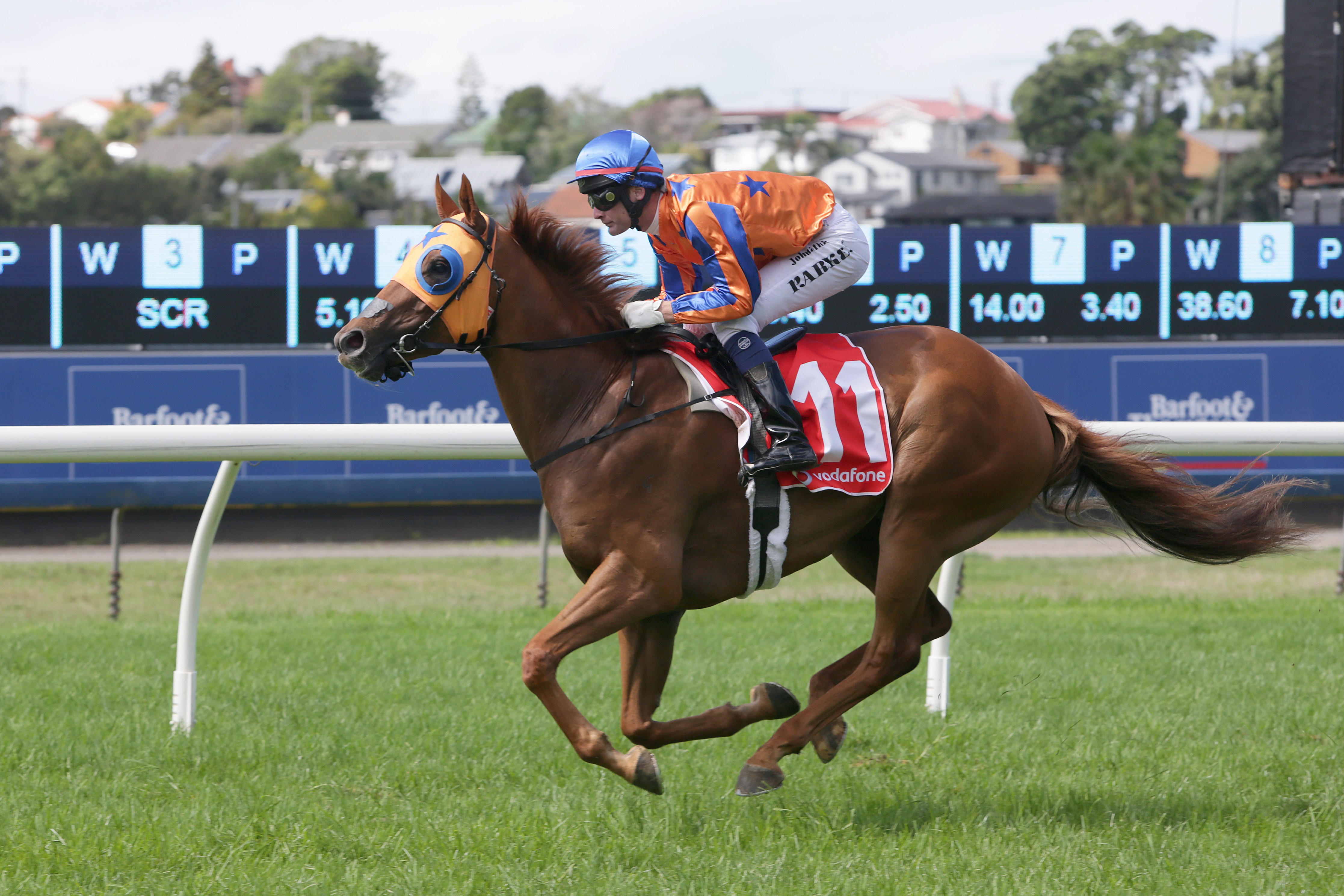 Derby hope: Gingernuts was just a yearling when Chris Thompson paid NZ$3,000 for his dam. Photo: Trish Dunell 