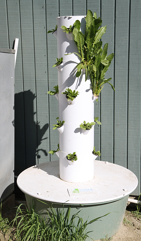 Ready supply: the tower garden and its produce at the John Shirreffs barn. Photo: Emily Shields