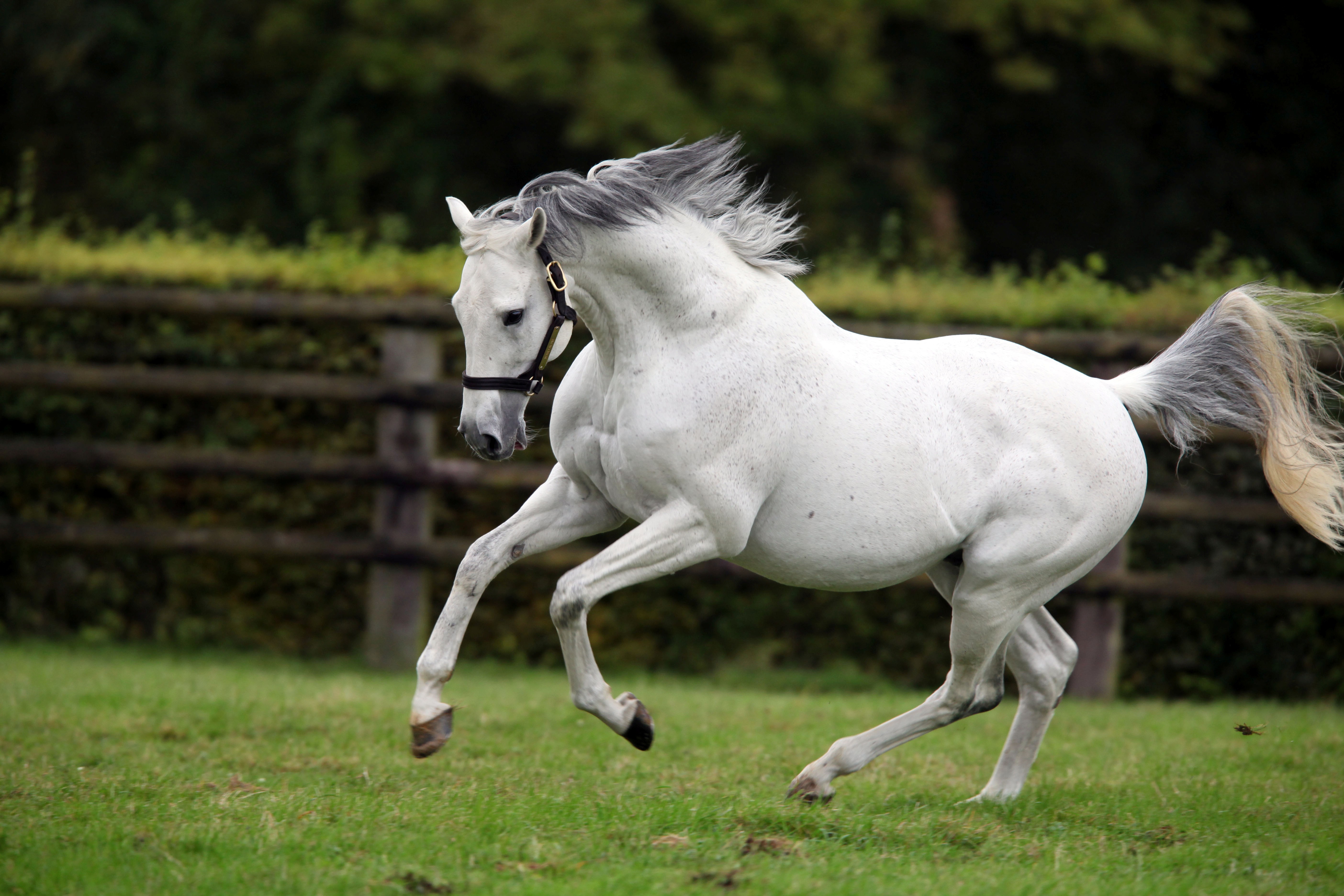 Enjoying his freedom: Martaline was "a very easy sell to breeders because he was so good looking and his pedigree is amazing", says Sybille Gibson. Photo: Haras de Montaigu