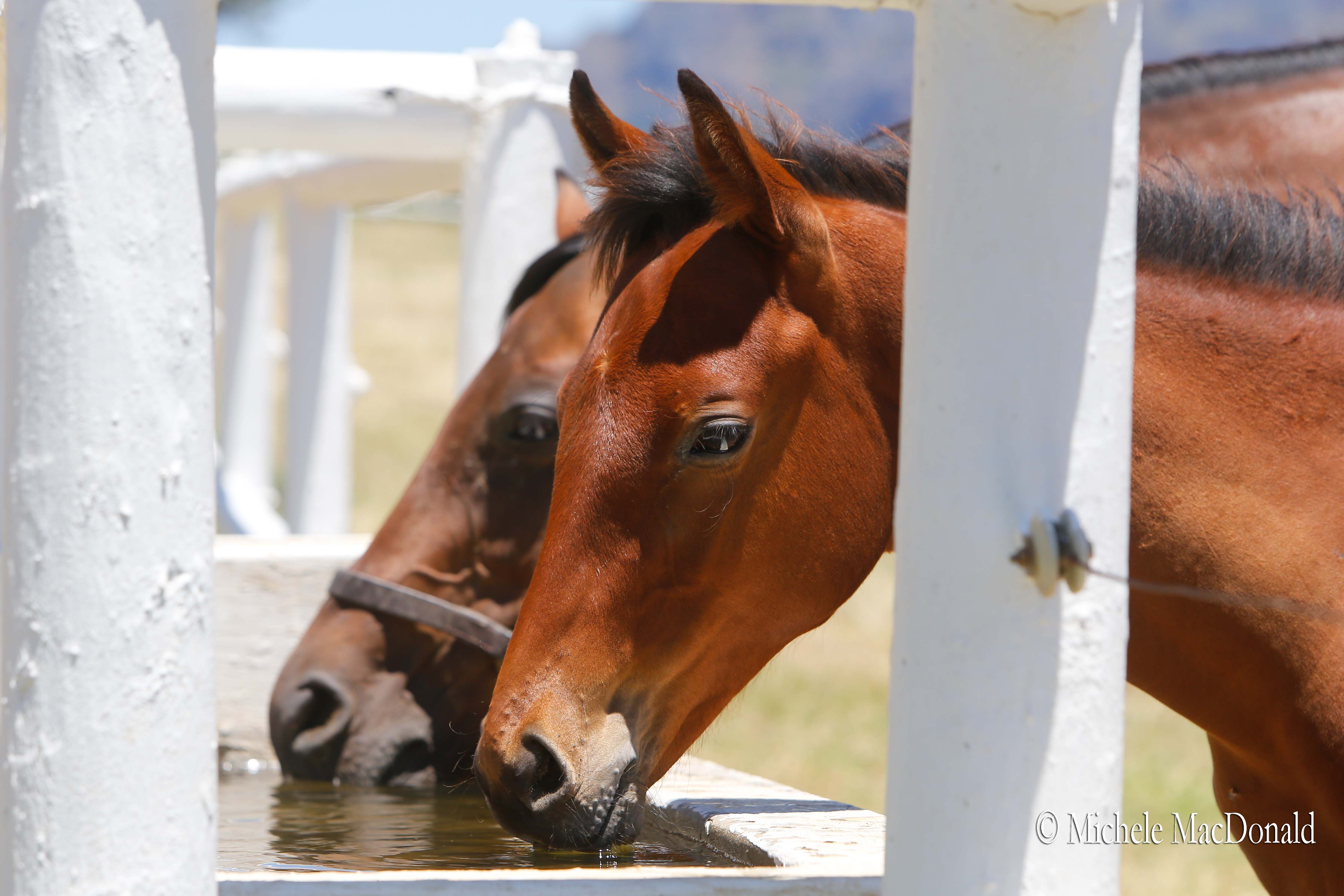 Staying close: the multi-G1 winning mare Beach Beauty at Drakenstein with her latest foal, a son of Trippi. Photo: Michele MacDonald