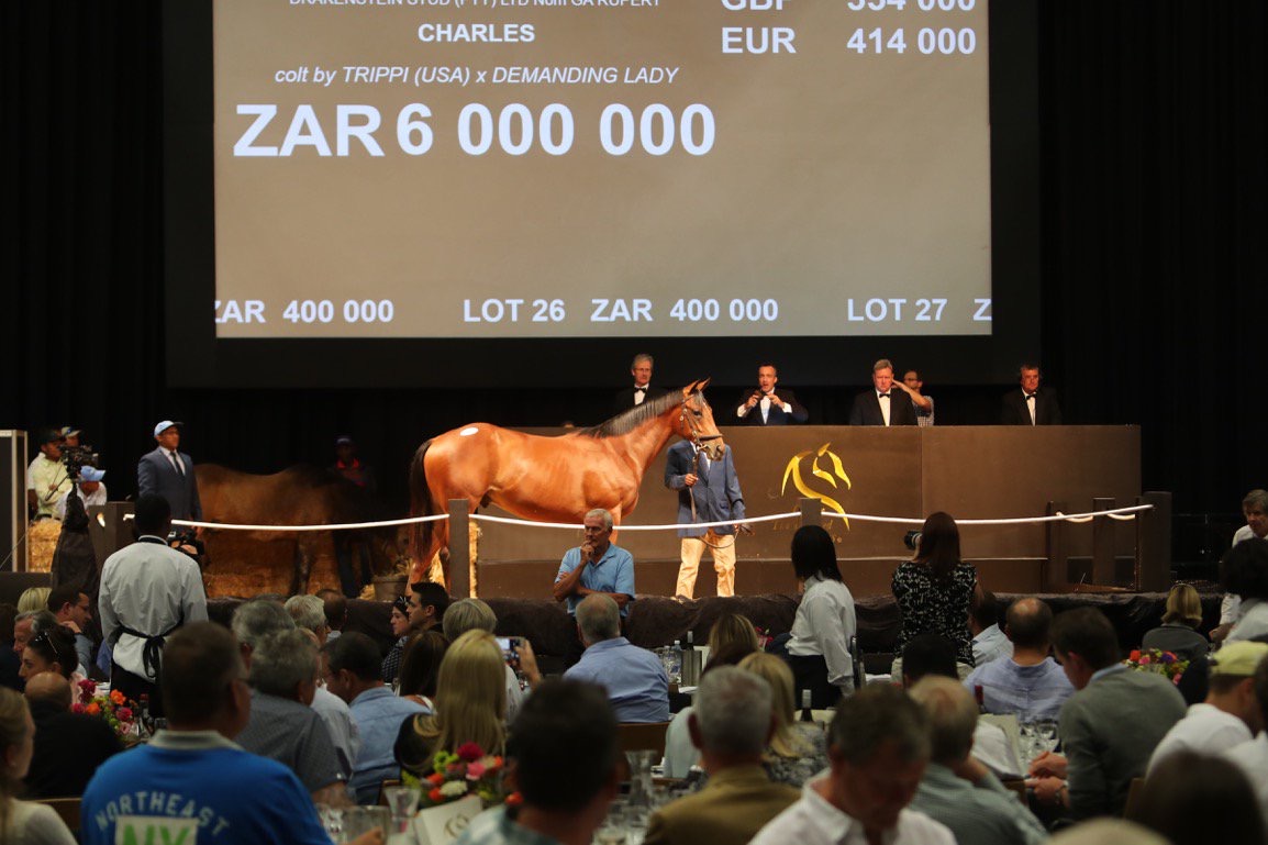 Coolmore and partners paid six million rand at the Cape Premier yearling sale in January for this Trippi colt bred at Drakenstein Stud