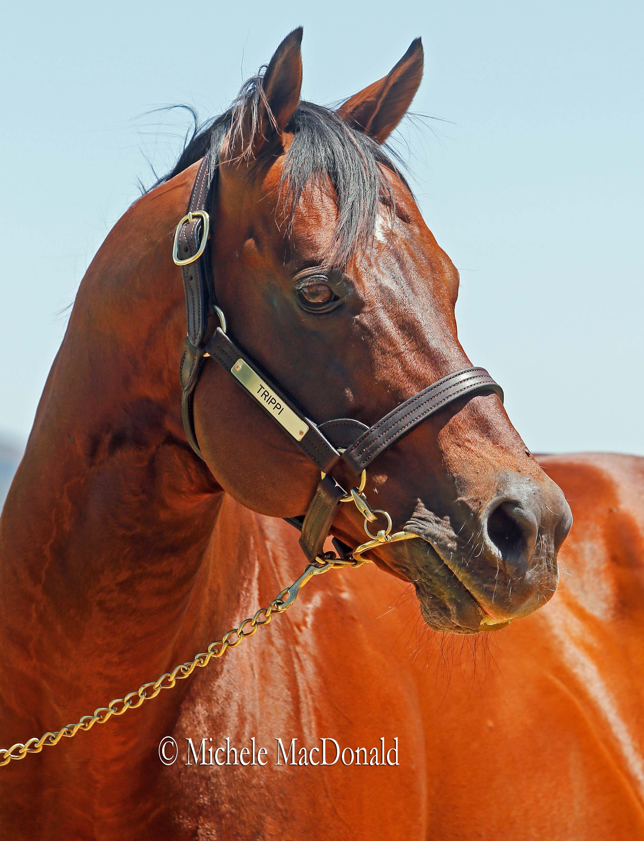 Trippi retains movie-star caliber good looks that belie his age. Photo: Michele MacDonald