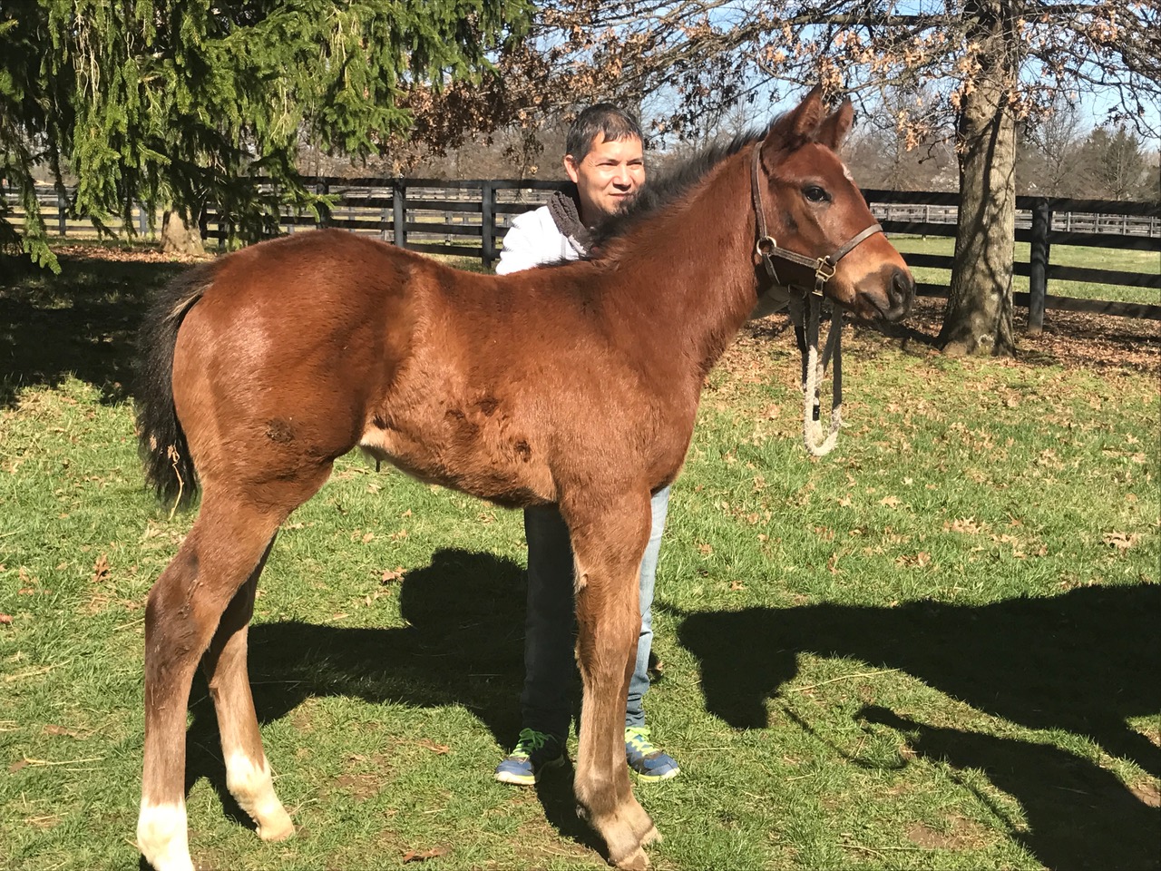 Cuting a handsome figure: the son of Odeliz and Dubawi at Man o’ War Farm