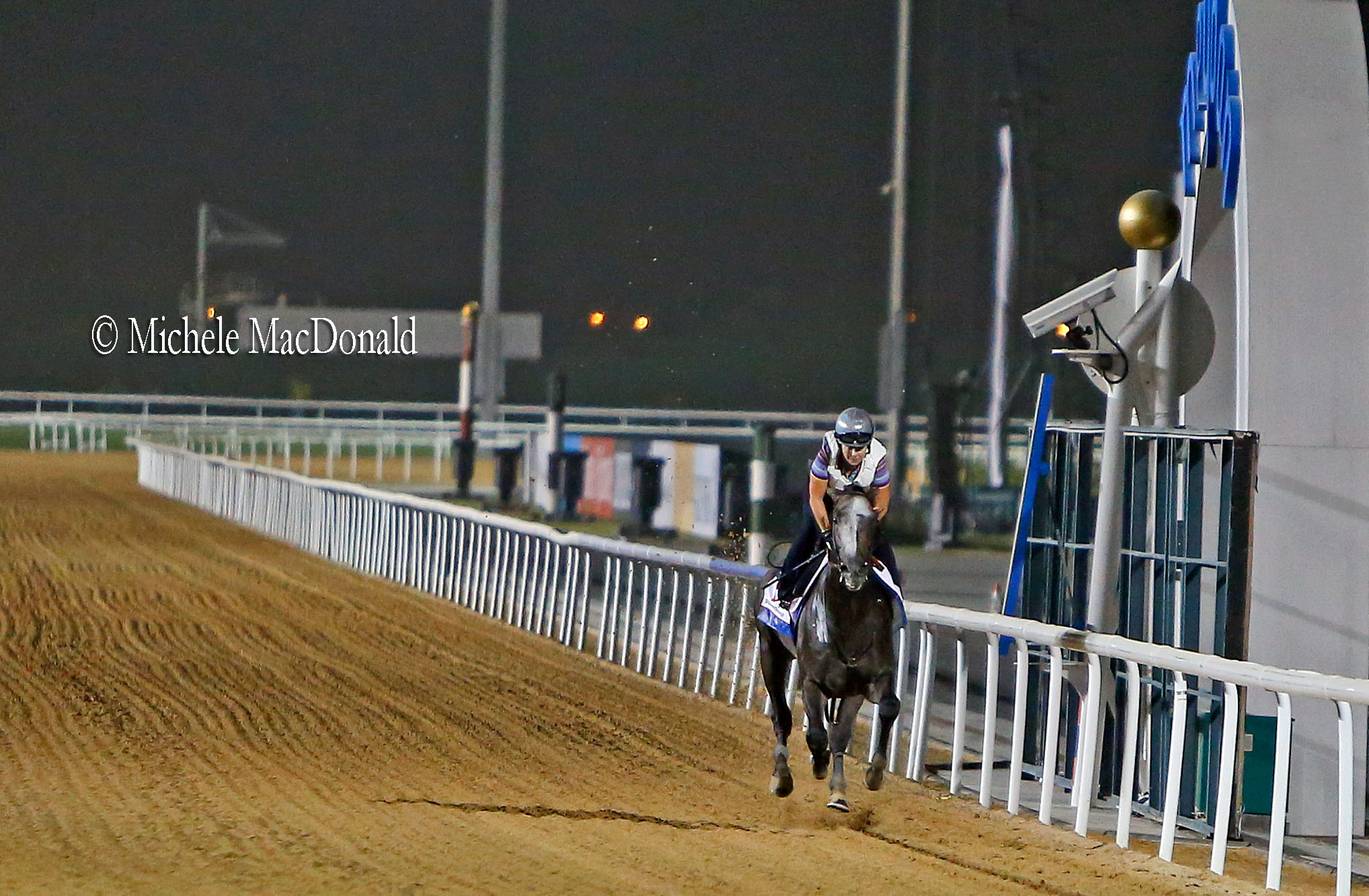 Splendid isolation: Arrogate working at Meydan under Dana Barnes ahead of tomorrow’s Dubai World Cup. Photo: Michele MacDonald