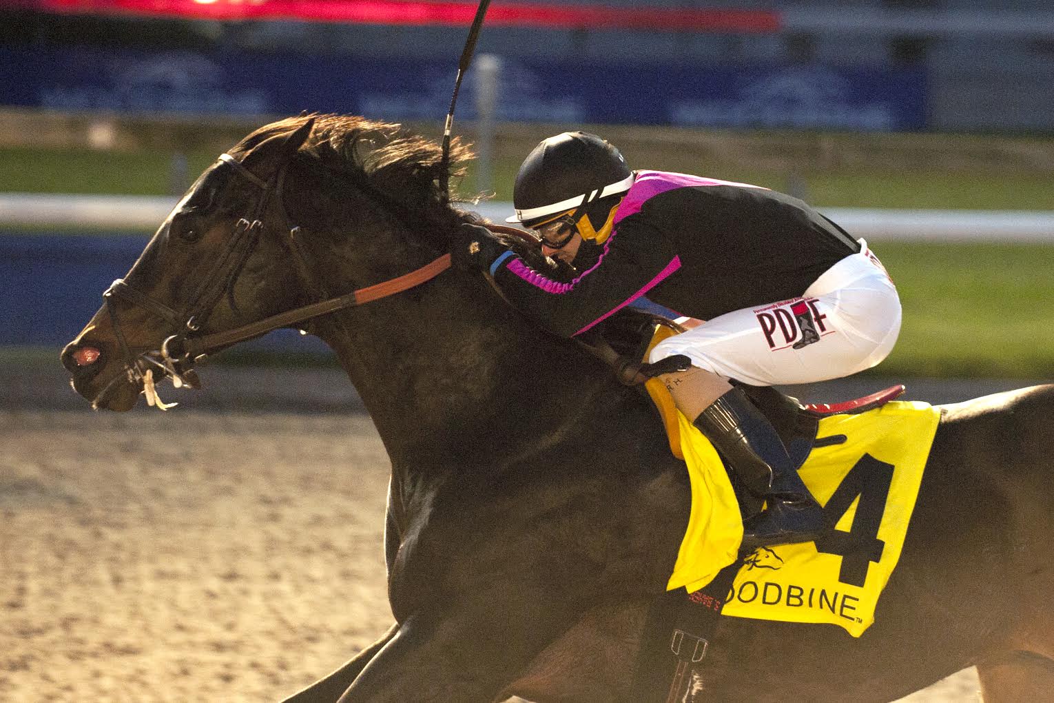 Hernandez and the now-retired sprinter Stacked Deck. “I appreciate trainer Barbara Minshall for giving me a chance to ride a good horse like him,” he says. Photo: Michael Burns Photography