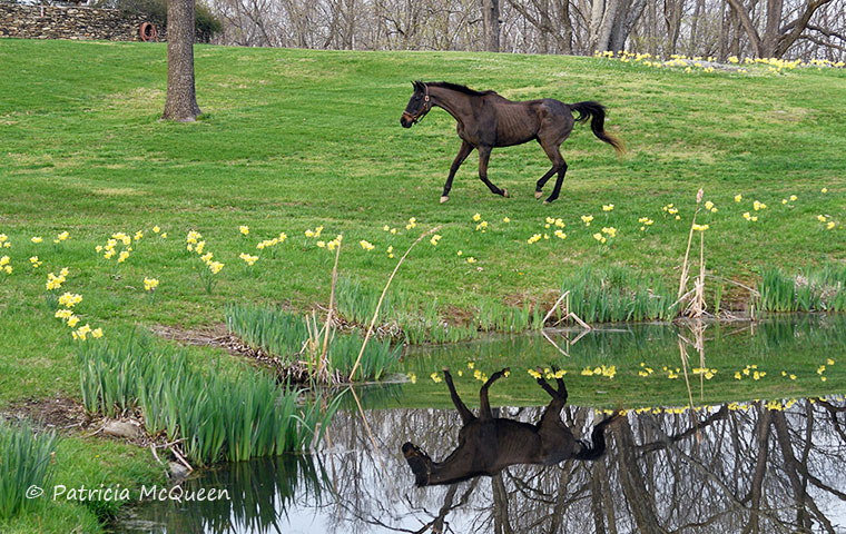 General Poppy enjoys his retirement in a large, tree-studded pasture. Photo: Patricia McQueen