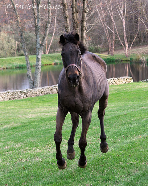 Zest for life: “You can see the way he’s built even through his old bones now. He covered so much ground and could jump over anything,” says owner Lee McGettigan. Photo: Patricia McQueen