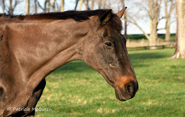 A ‘grand guy’: General Poppy “is not feeble,” says owner Lee McGettigan, “but every time I go out there, I am happy to see he has another day.” Photo: Patricia McQueen